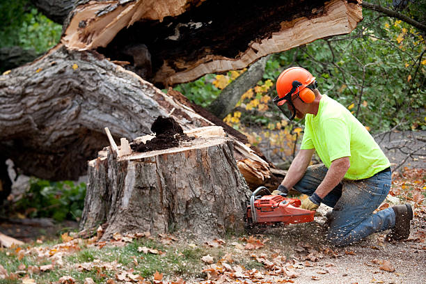 Leaf Removal in Lake Ketchum, WA